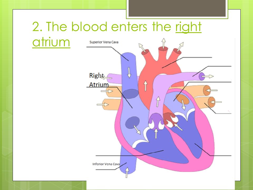 2. The blood enters the right atrium