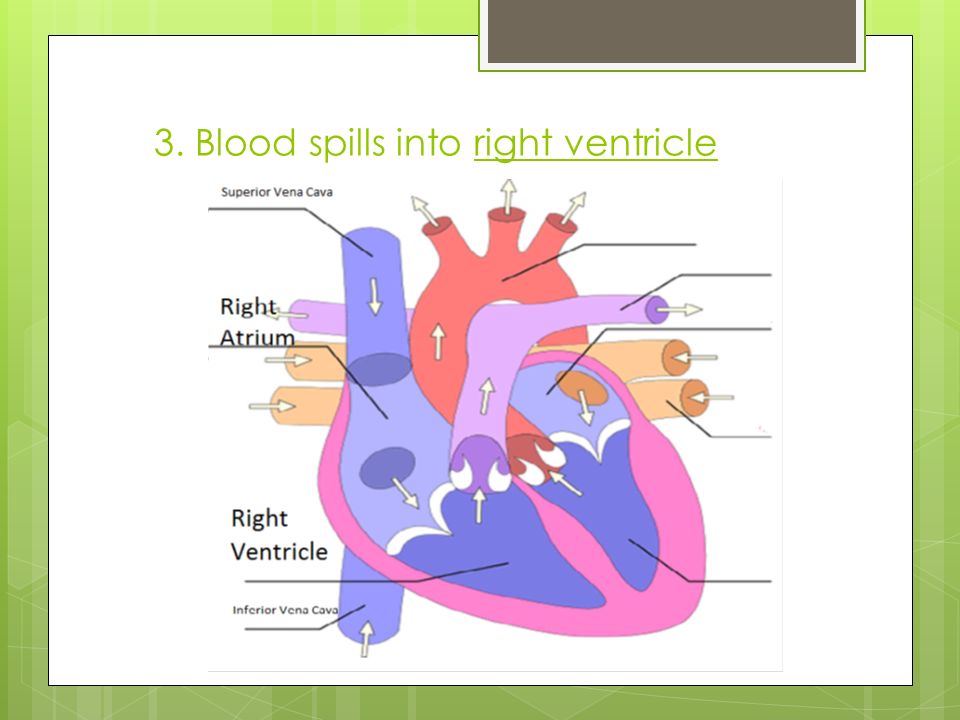 3. Blood spills into right ventricle