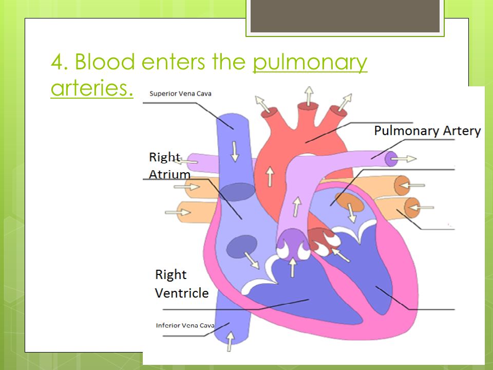4. Blood enters the pulmonary arteries.