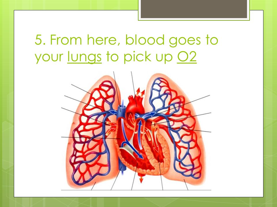 5. From here, blood goes to your lungs to pick up O2