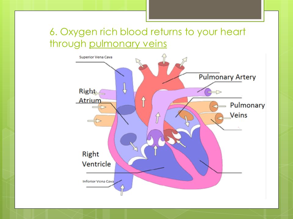 6. Oxygen rich blood returns to your heart through pulmonary veins