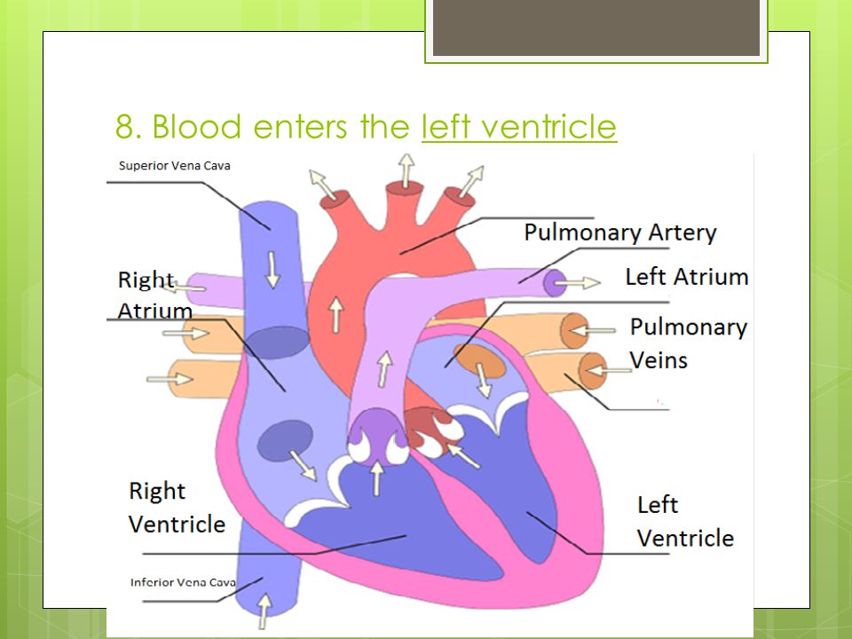 8. Blood enters the left ventricle