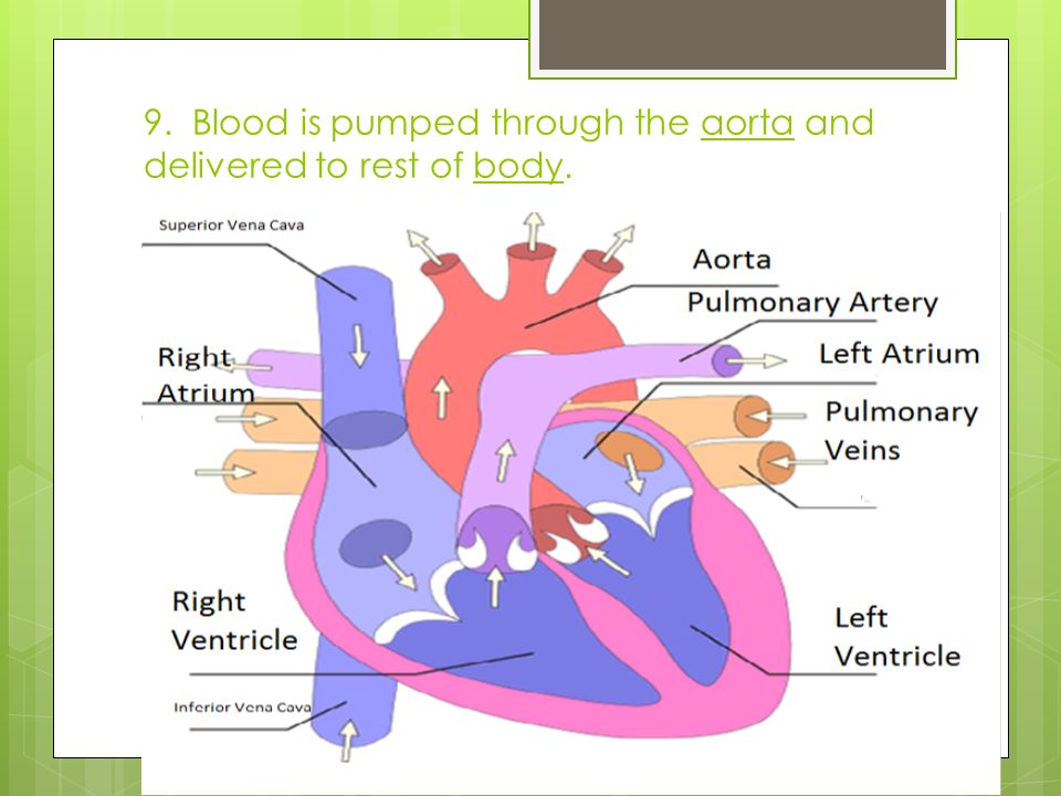 9. Blood is pumped through the aorta and delivered to rest of body.