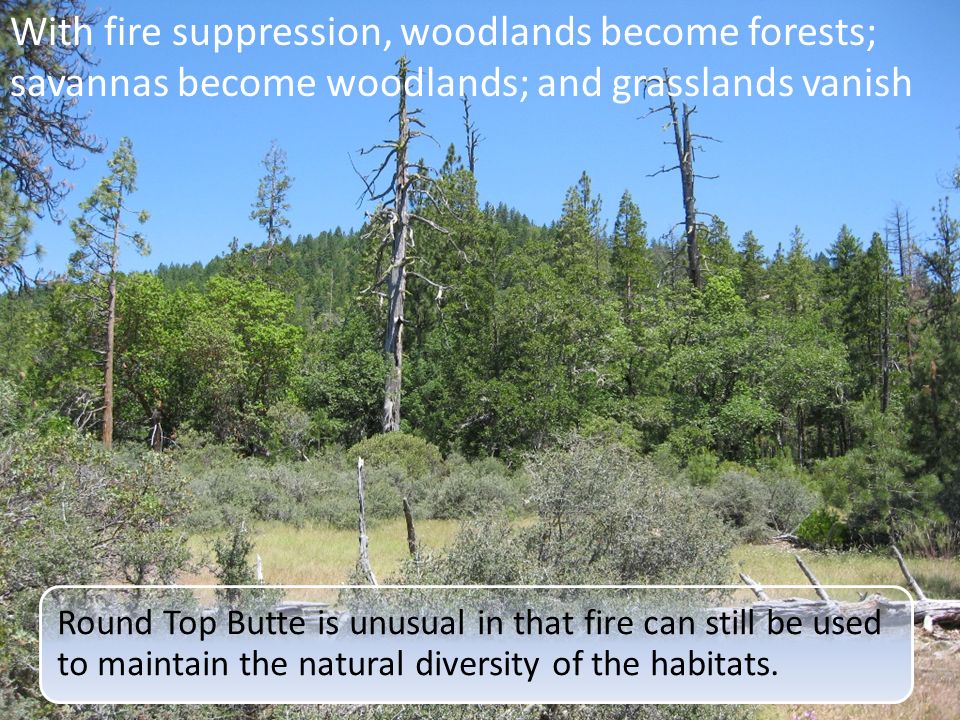 With fire suppression, woodlands become forests; savannas become woodlands; and grasslands vanish Round Top Butte is unusual in that fire can still be used to maintain the natural diversity of the habitats.