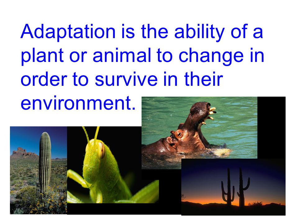 Adaptation. Adaptation is the ability of a plant or animal to change in  order to survive in their environment. - ppt download