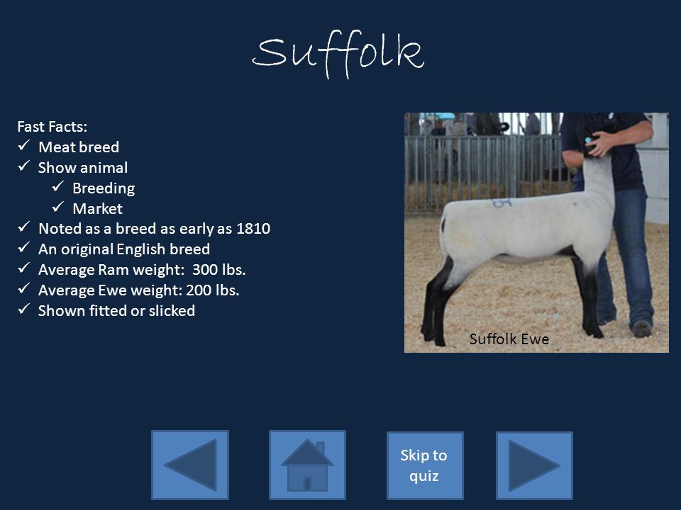 Learning Sheep Breeds Learning about major breeds of sheep. Click here to  continue. - ppt download