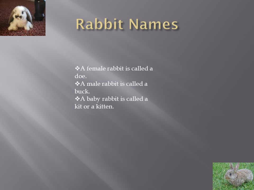 what are male and female rabbits called