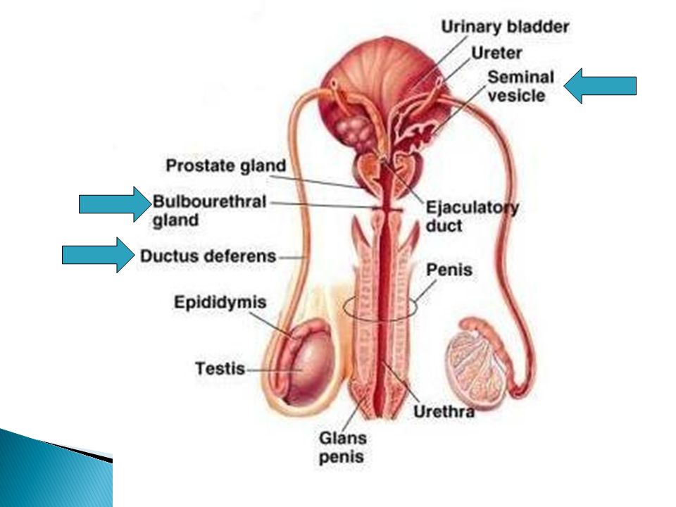 Penis Ejacule