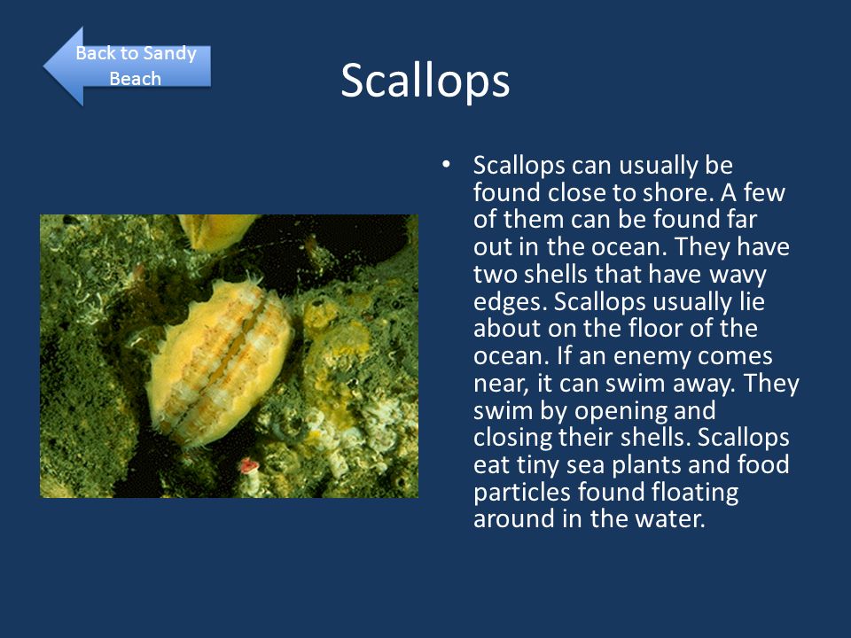 Scallops Scallops can usually be found close to shore.