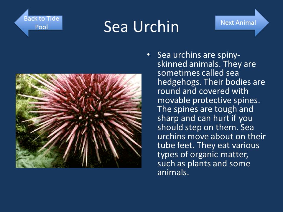 Sea Urchin Sea urchins are spiny- skinned animals.