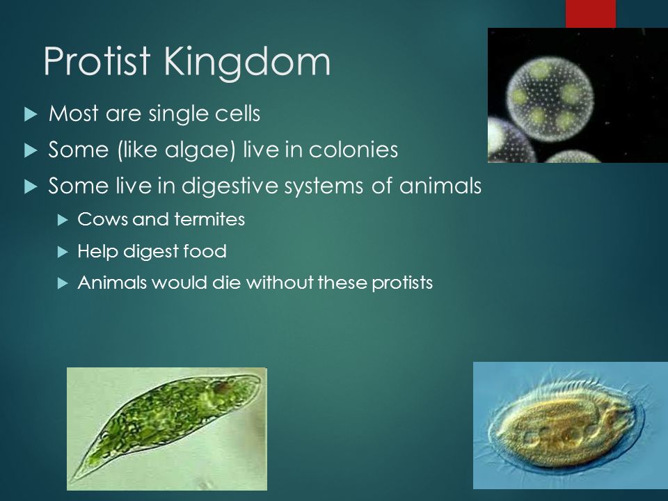 How are other organisms classified? SCIENCE CH. 1 L. 4 NOTES PG ppt ...