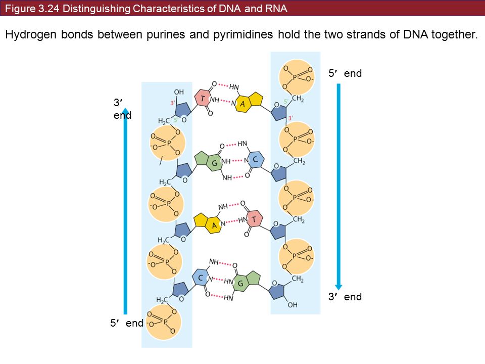 Figure 3.24 Distinguishing Characteristics of DNA and RNA Hydrogen bonds between purines and pyrimidines hold the two strands of DNA together.