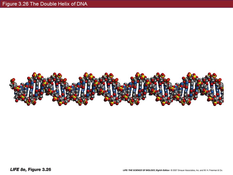 Figure 3.26 The Double Helix of DNA