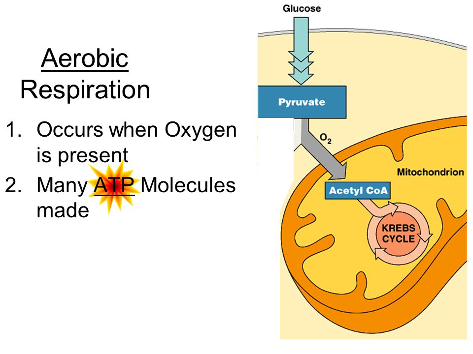 What is Cellular Respiration? When organisms release the ...