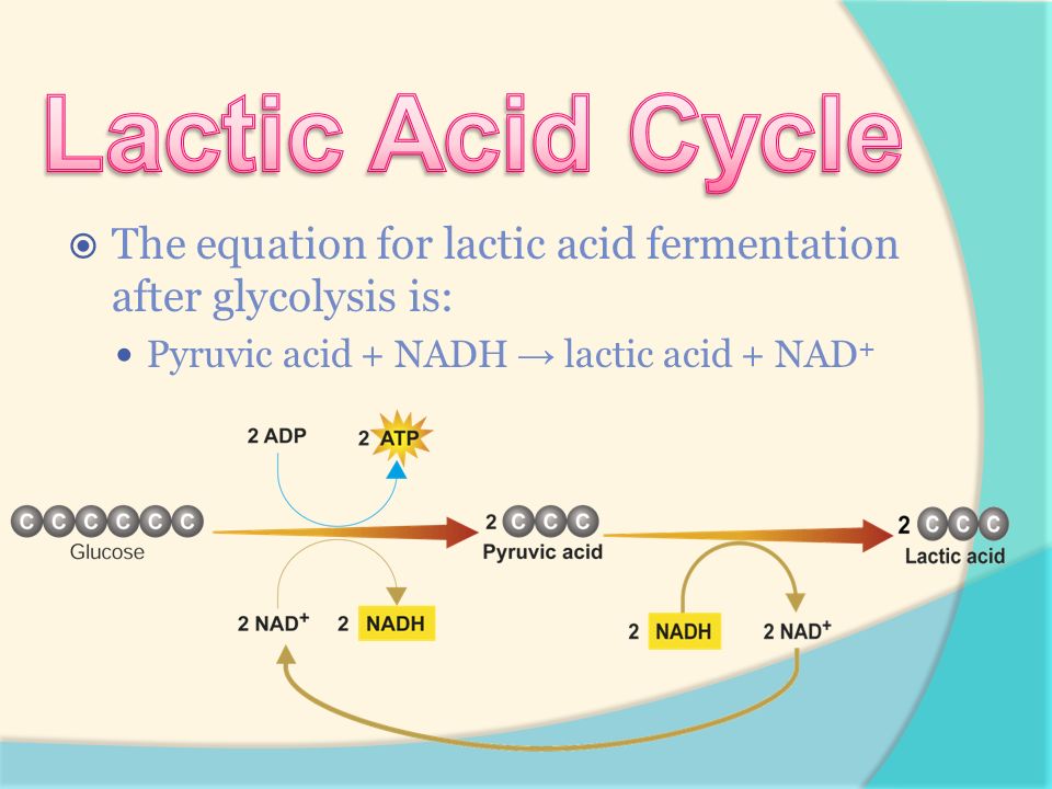 lactic acid fermentation equation