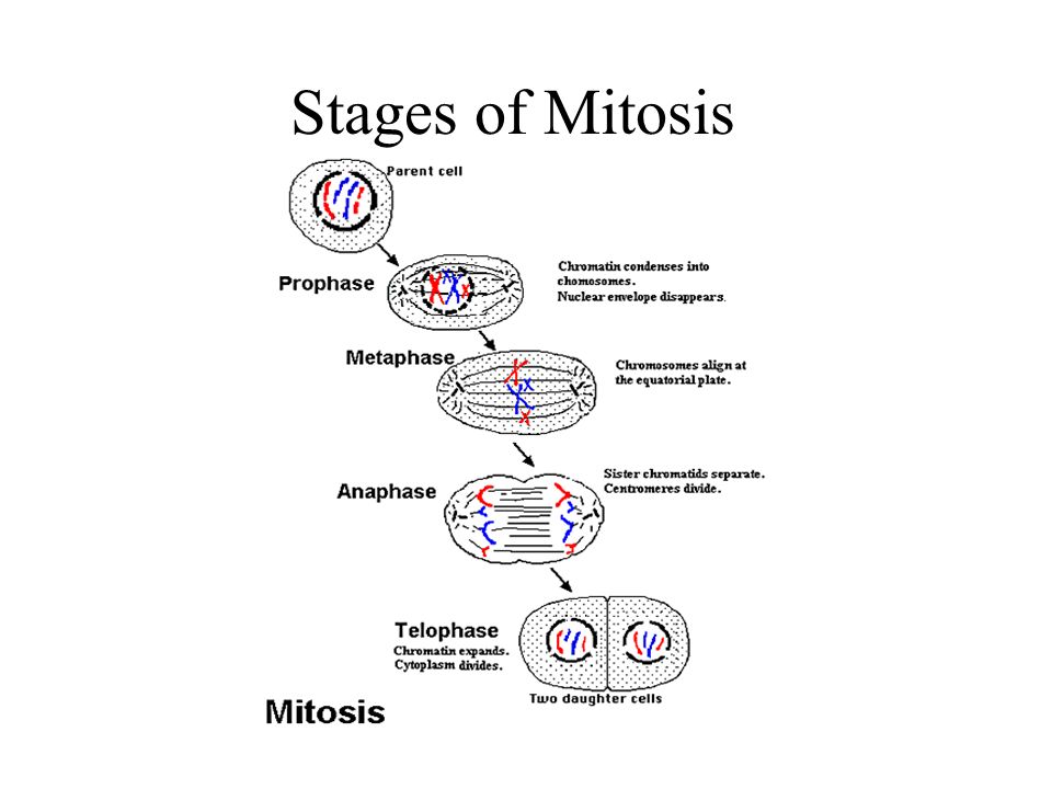 Unit6 Cell Division Mitosis and Meiosis. Cell Division A complex series ...