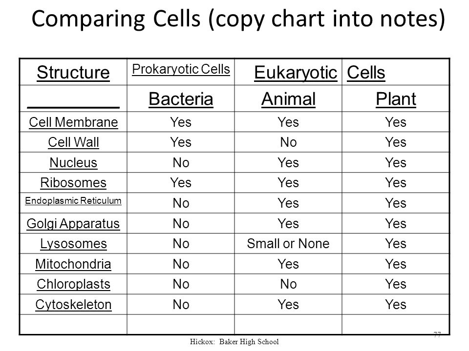 Eukaryotic Cells Vs Prokaryotic Cells Chart