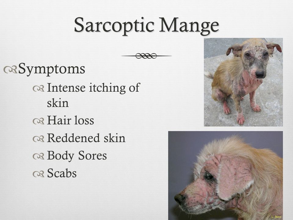 symptoms of sarcoptic mange