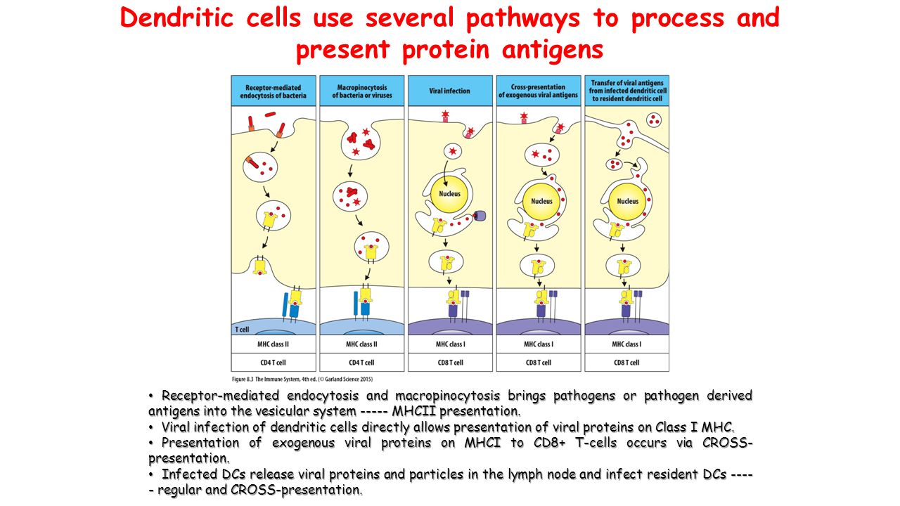 Dendritic cells use several pathways to process and present protein antigens Receptor-mediated endocytosis and macropinocytosis brings pathogens or pathogen derived antigens into the vesicular system MHCII presentation.