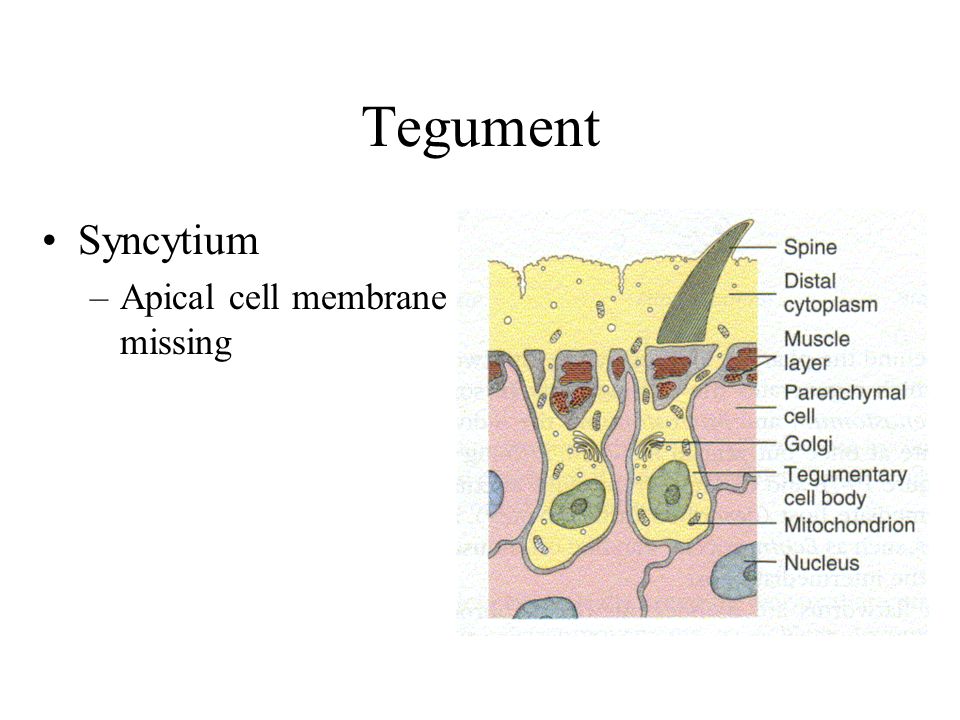 syncytial tegument platyhelminthes)