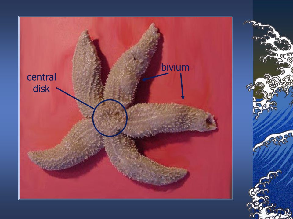 starfish diagram bivium