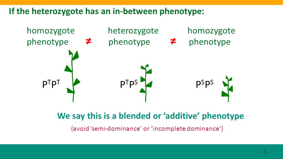 If the heterozygote has an in-between phenotype: P T P T P T P S P S P S homozygote heterozygote homozygote phenotype phenotype phenotype (avoid semi-dominance or incomplete dominance) We say this is a blended or additive phenotype 6