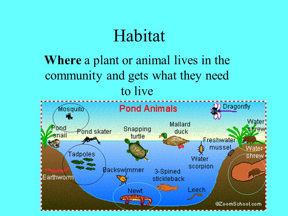 community All the animal and plant populations living in the ecosystem