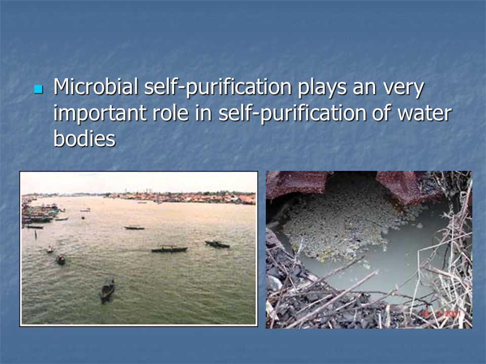self purification of water bodies