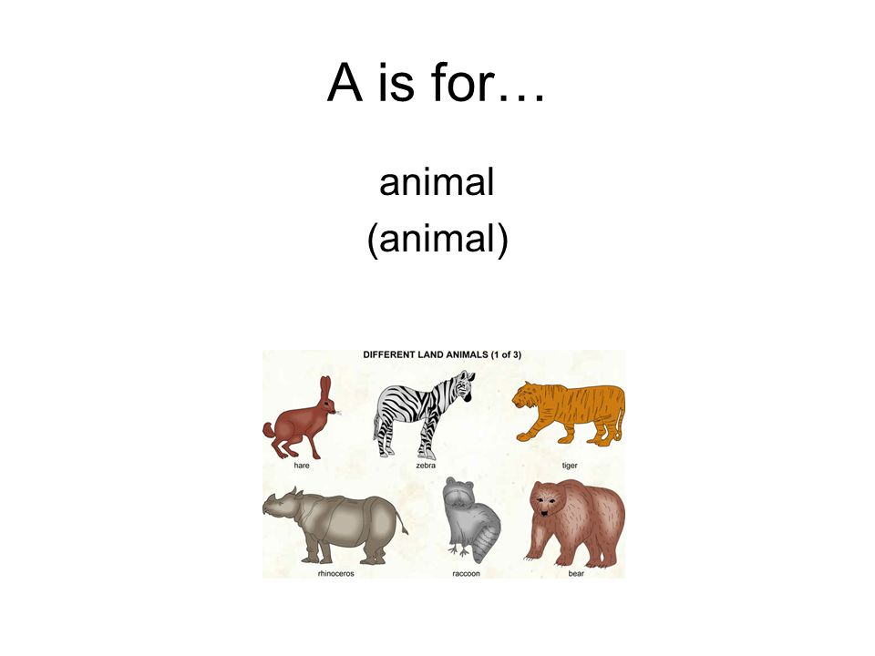My Portuguese ABC Book By Tyrell. A is for… animal (animal) - ppt download