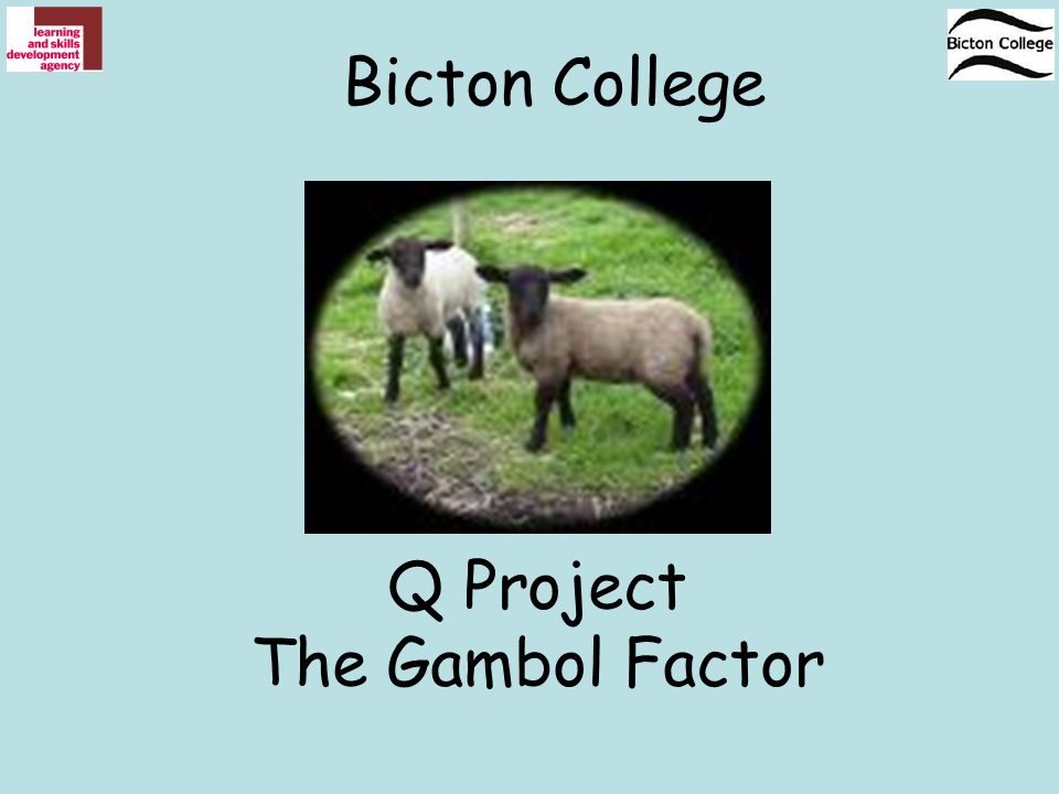 Gamboling lambs