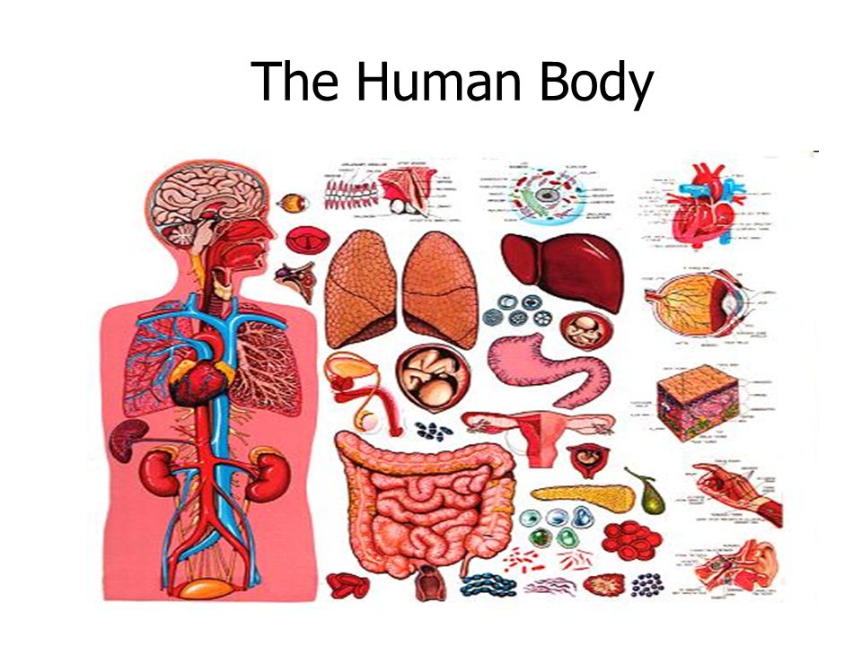 The Human Body. All living things are made of cells. Cells are very ...