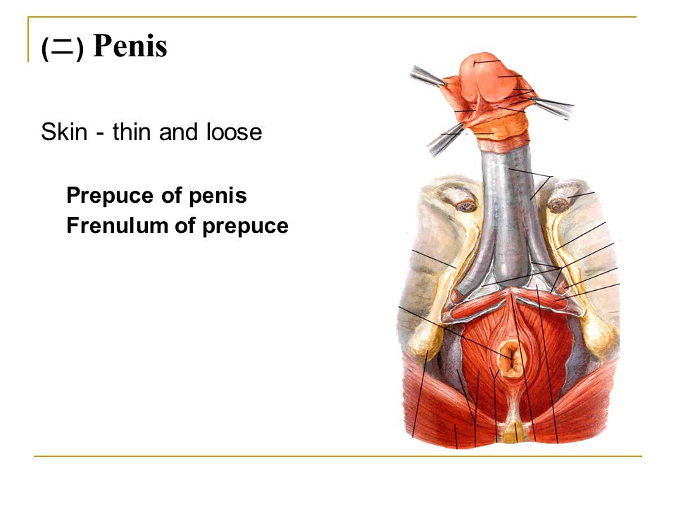 Shaved Penis
