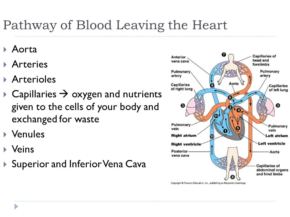 Blood Vessels Pathway Of Blood Leaving The Heart Aorta