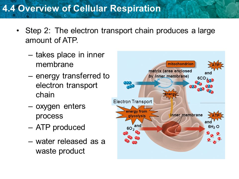  Overview of Cellular Respiration KEY CONCEPT The overall process of cellular  respiration converts sugar into ATP using oxygen. Cellular respiration. -  ppt download