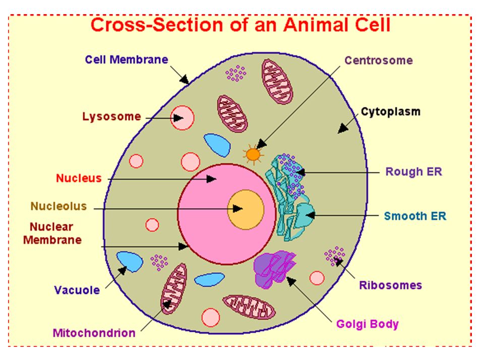 Biochemical Aspects Of Cell Structural Organization of Animal Cell Cell  Membrane. Protoplasm (Bioplasm). The Living Substance Inside the Cell.  Organized. - ppt download