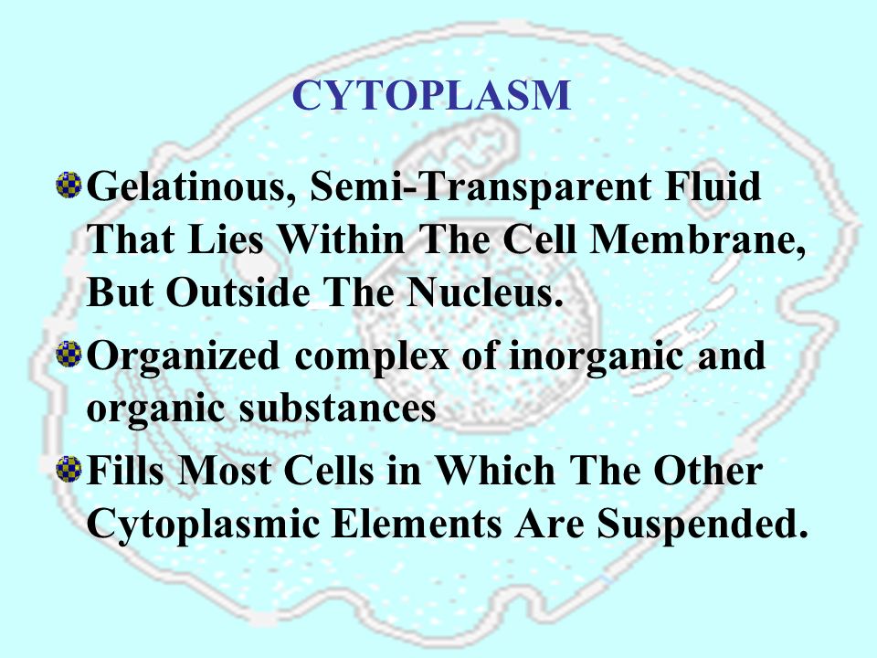 protoplasm outside nucleus of cell is the