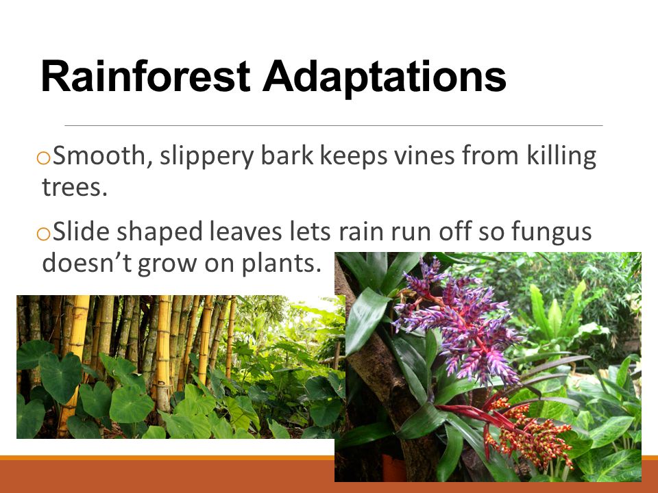 Rainforest Adaptations o Smooth, slippery bark keeps vines from killing trees.