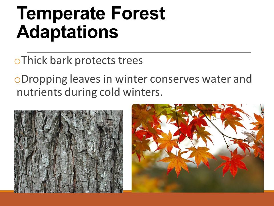 Temperate Forest Adaptations o Thick bark protects trees o Dropping leaves in winter conserves water and nutrients during cold winters.