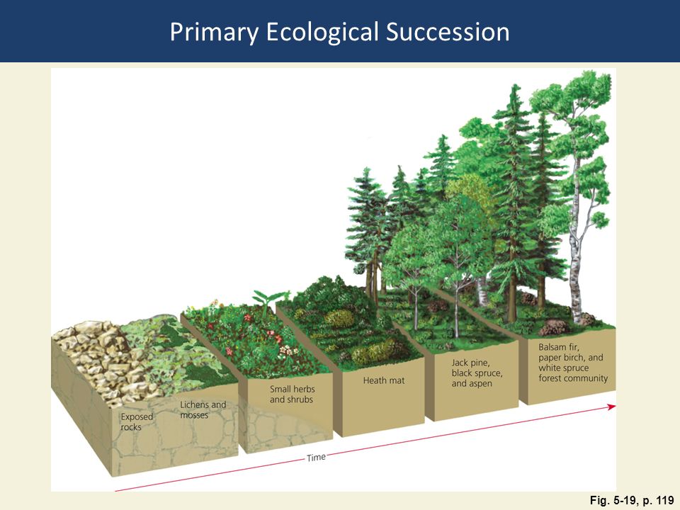 Primary Ecological Succession Fig. 5-19, p. 119