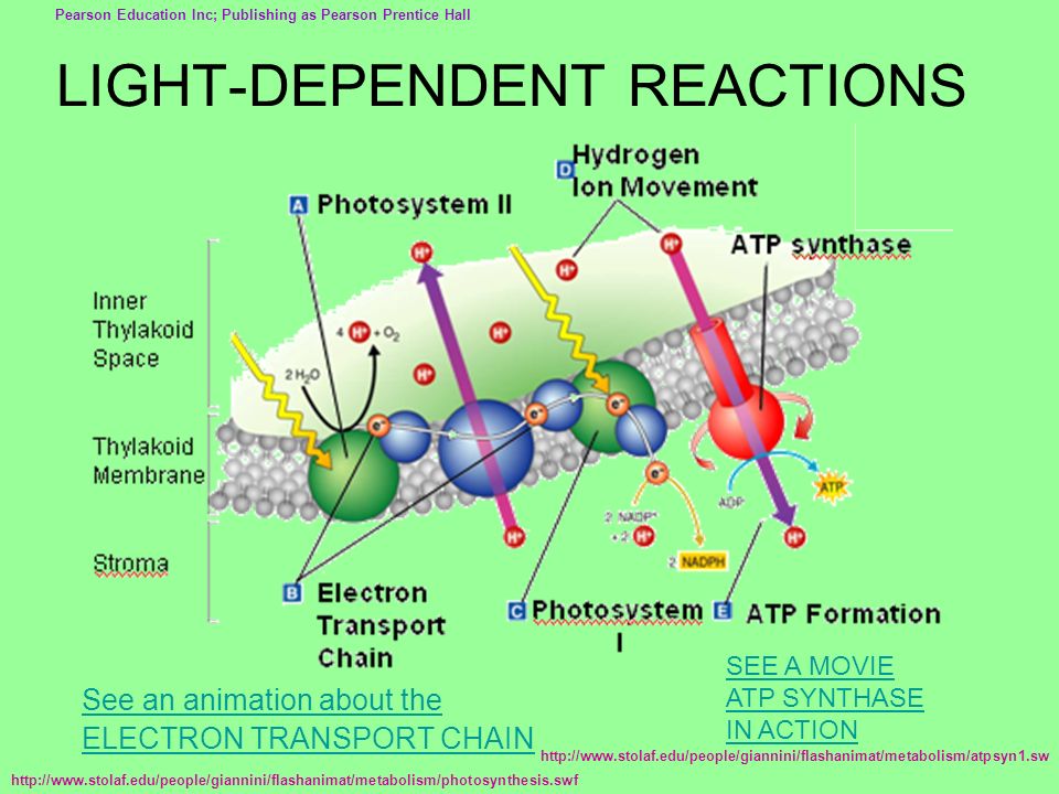 REACTIONS PHOTOSYNTHESIS ppt download