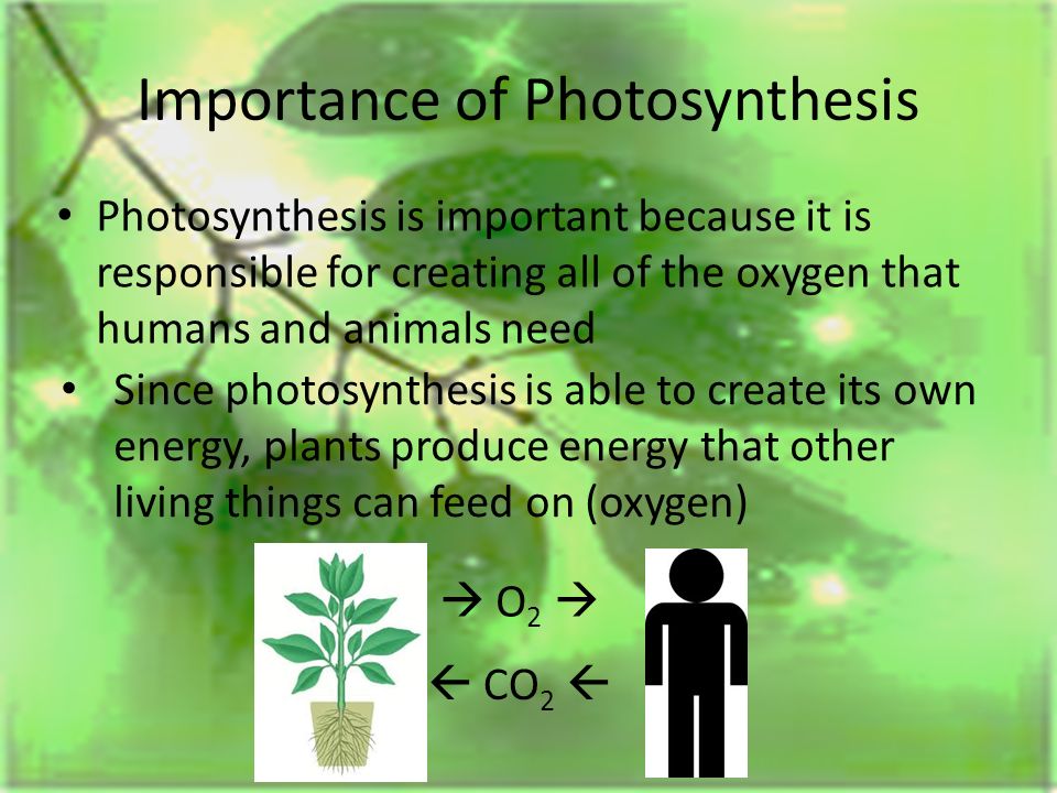 Photosynthesis By: Andrew Bengert and Matthew Boyce. - ppt download