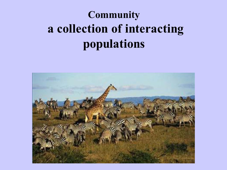 Community a collection of interacting populations