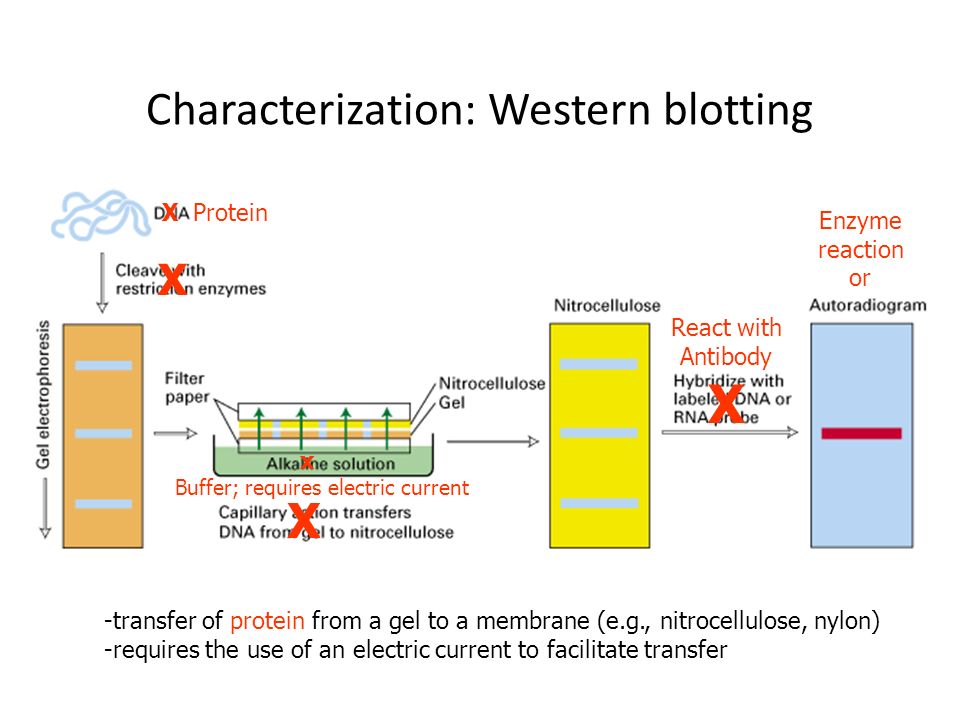Biotechnology and Genetic Engineering PBIO 450/550 Characterization of DNA  clones including: Restriction Enzyme (RE) mapping Subcloning Southerns  Northerns* - ppt download