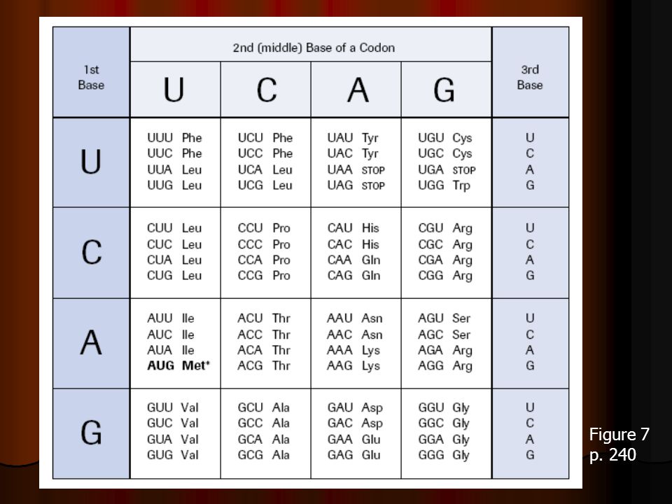 An Act in 3 Parts Part 3 - Translation. The Cast The Ribosome In ...