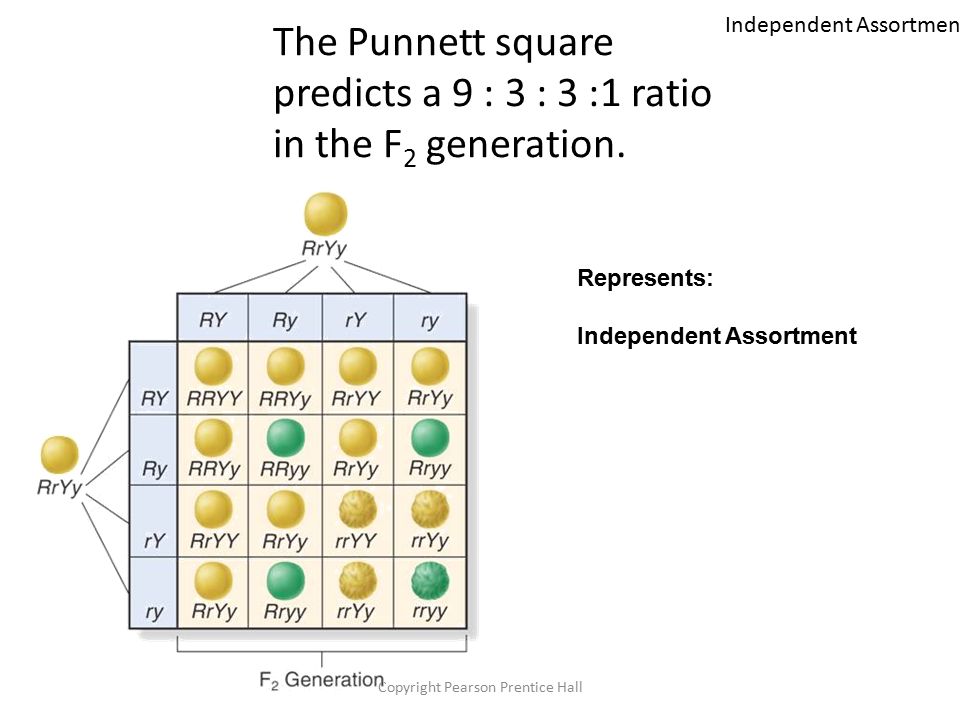 The Study Of How Genes Are Passed From Generation To