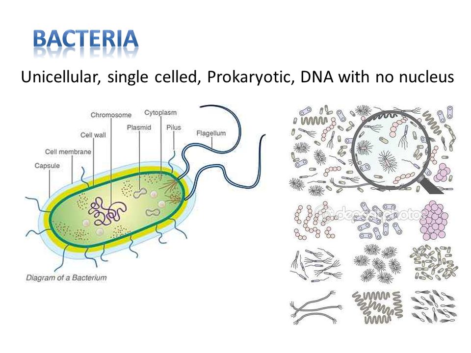 Bacteria, Virus, Amoeba, Plant, & Animal (Eukaryotic and Prokaryotic) 1/27/  ppt download