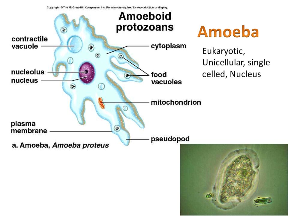 Bacteria, Virus, Amoeba, Plant, & Animal (Eukaryotic and Prokaryotic) 1/27/  ppt download