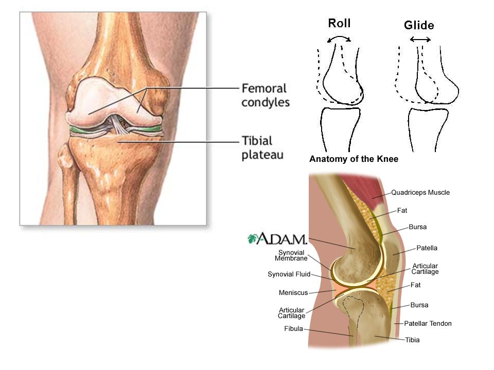 Knee anatomy tibial plateau