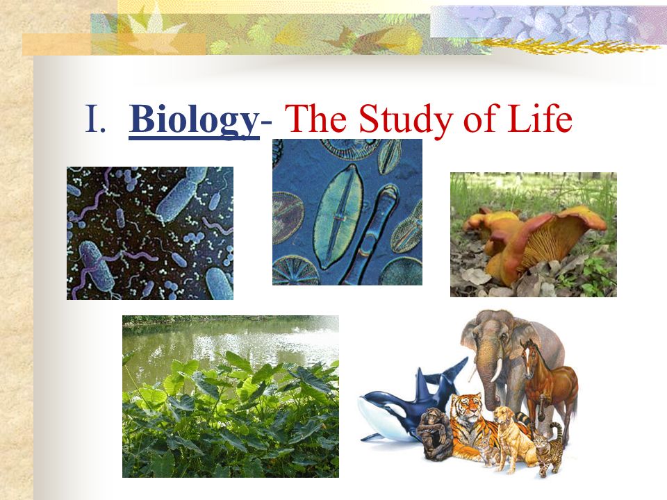 06.03 01 биология. Study Biology. Biology means the study of Life and it is. What is Biology. Introduction in Biology.