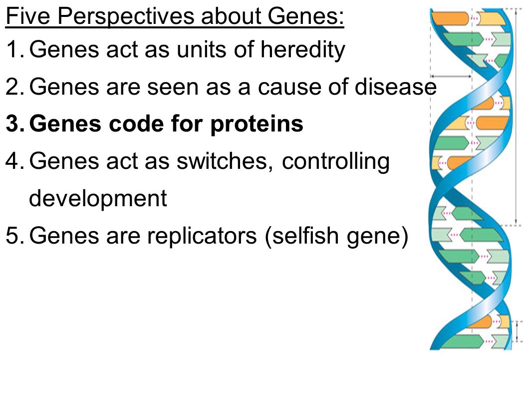 Five Perspectives about Genes: 1.Genes act as units of heredity 2.Genes are seen as a cause of disease 3.Genes code for proteins 4.Genes act as switches, controlling development 5.Genes are replicators (selfish gene)